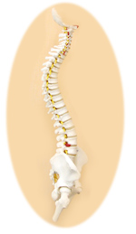 カイロプラクティックとは。基本となる人間の背骨